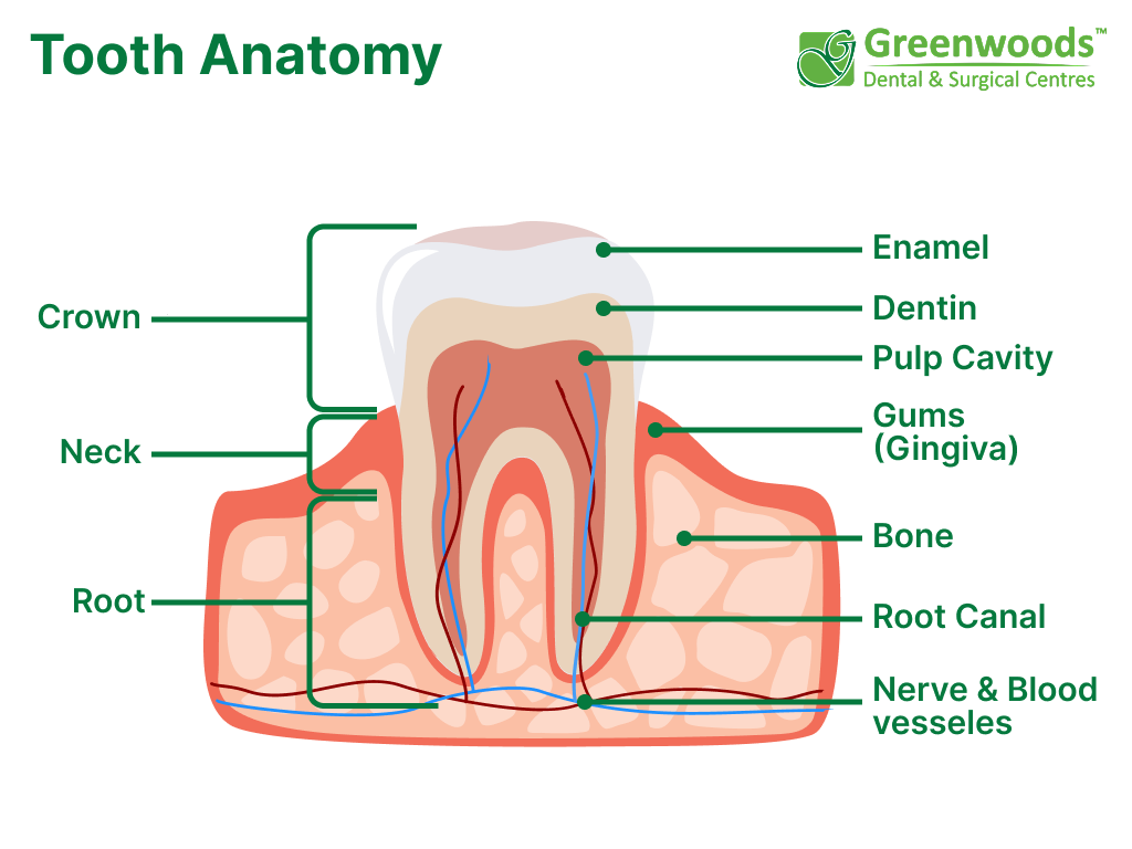 thumbnail image 2 of Detailed Anatomical Diseased Teeth And Gums Model – Dental Hygiene Teaching Tool – Cattelan CL-BL 2 of 4