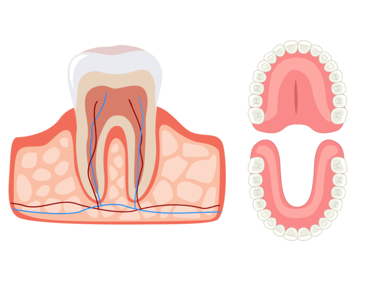 Understanding Your Teeth for Better Dental Insurance Choices