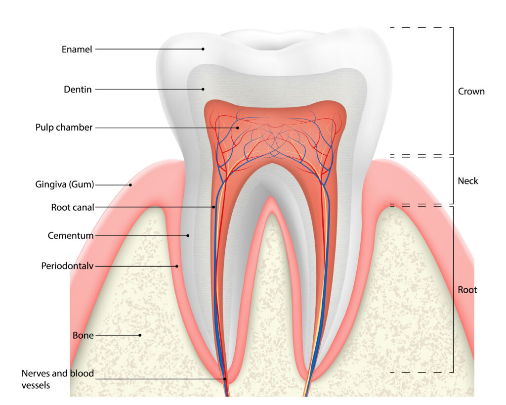 tooth structure root canal